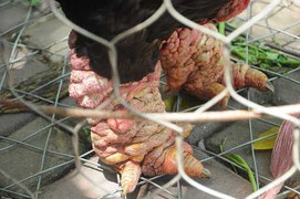 500.000 đồng/chiếc chân gà