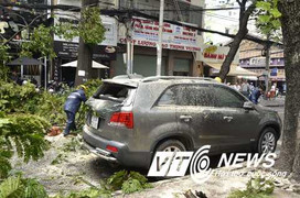 TPHCM: Cây xanh ngã đổ, người đi đường thương tích