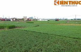 Kinh hãi nghĩa địa rau tiền triệu giữa Thủ đô