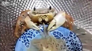 Clip: Chú cua kì lạ thích ăn mì sợi