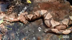 Rùng rợn rắn Zombie bị chặt đứt đầu vẫn lao ra đớp con mồi