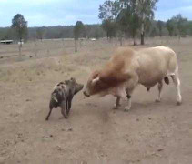 Clip: Lợn lòi hung hăng đánh bại bò to xác