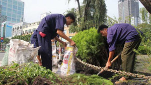 Bứng hàng cây cổ thụ khu ga metro tương lai ở Sài Gòn