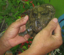 Kỳ lạ con ba ba có hình mặt người như võ tướng trên mai