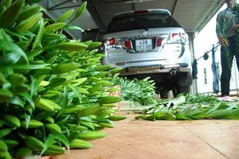 Thú vị làng bán hoa: Tìm xe đạp khó hơn 'lên trời'