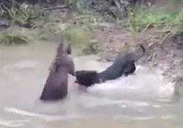 Clip: Kangaroo đại chiến với chó, suýt dìm chết chó