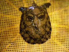 Đổ xô đi xem con ba ba có hình mặt người ở Phú Yên