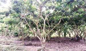 Bi hài chuyện hai nông dân đào vườn tìm kho báu