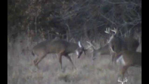 Clip: Hai hươu đực huyết chiến thảm khốc, gãy tan sừng