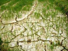 Bình Định: Dân nghèo đang chết khát cầu cứu