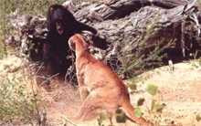 Gấu đen tát sư tử núi chạy bán sống bán chết