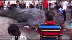 Clip: 'Thủy quái' dài 4,5m nặng 2 tấn xuất hiện trên đường phố