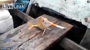 Clip cá hút thuốc lá xôn xao dân mạng