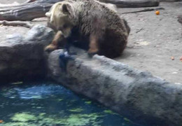 Clip: Chú gấu tốt bụng cứu quạ khỏi chết đuối