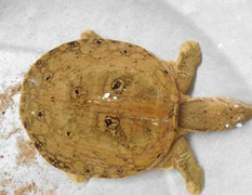 Hàng trăm người hiếu kỳ xem ba ba mặt người