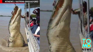 Cá sấu cụt chân điên cuồng xơi tái cá mập để trả thù