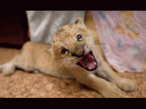 Sư tử non dọa chó sợ mất mật