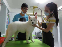 Chó mèo còn sướng hơn ông bà hoàng