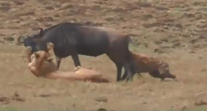 Clip: Xum xoe tranh mồi, linh cẩu bị sư tử đuổi chạy trối chết