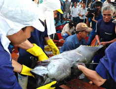 Cá ngừ Việt Nam đạt mức đấu giá 22 triệu đồng/con