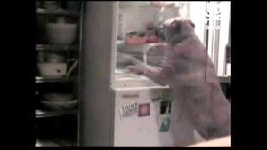 Clip: Chủ vắng nhà, chó tinh ranh lục tủ lạnh