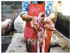 Lợn quái dị 8 chân xuất hiện ở Trung Quốc