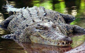 Lãnh trọn cú đớp của cá sấu, bé 9 tuổi sống sót kỳ diệu