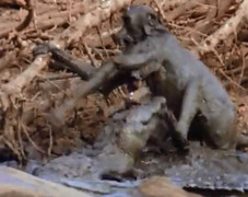 Clip: Khỉ mẹ liều mạng cứu con từ miệng cá sấu