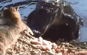 Chú mèo hổ báo nhất mà bạn từng biết