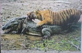 Video: Hổ hạ sát cá sấu khổng lồ
