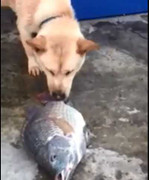 Clip: Chú chó tốt bụng hì hục tát nước cứu sống cá