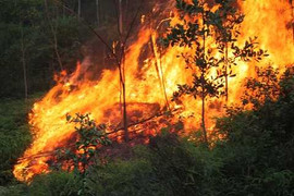 Rừng thông cháy rừng rực ở Nghệ An