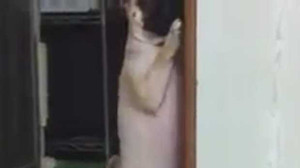 Chú chó bị phạt úp mặt vào tường lẳng lặng trốn