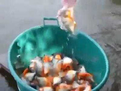 Thiếu nữ tay không câu cả đàn cá hổ trong chớp mắt