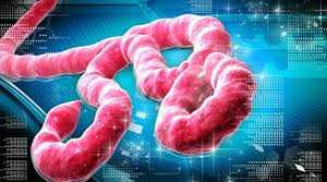 Ebola lây nhiễm qua những con đường nào?