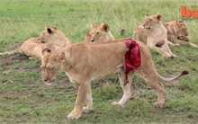 Clip: Trâu đực húc toạc bụng sư tử cái