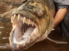 Video: Săn 'thủy quái' khổng lồ trên sông Amazon