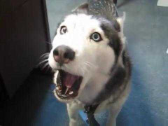 Chú chó sủa hay nhất quả đất