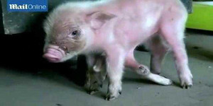 Kỳ lạ chú lợn có 8 chân ở Trung Quốc