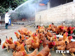 Công điện khẩn về phòng chống dịch cúm gia cầm H5N1