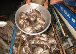 Kỳ thú cảnh săn chuột đêm ở ‘xứ sở chuột đồng’