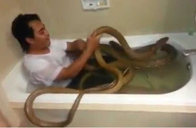 Clip: Rùng rợn thanh niên tắm cùng hổ mang chúa