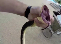 Ghê người chứng kiến cảnh tay không bắt rắn