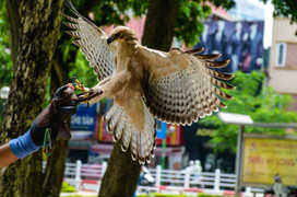 Ảnh: Đại bàng sải cánh giữa phố Hà Nội