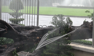 Cây cổ thụ đổ sập, đè chết một phụ nữ trong mưa