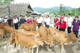 Trao tặng 60 con bò cho Hội Chữ Thập Đỏ Việt Nam