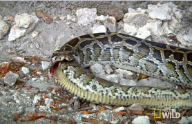 Rùng rợn cảnh trăn ăn thịt đồng loại