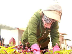 Những phụ nữ làm nghề 'ô sin' cho người đã khuất