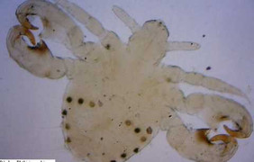 Vì rận bẹn, vợ chồng lục đục