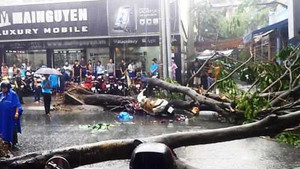 Clip: Giông tố vần vũ, cây đổ đè chết người ở TP.HCM